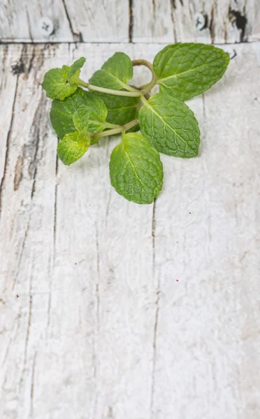 Fresh Mint Leaves Stock Picture
