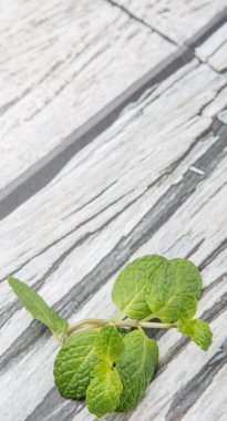 Taze nane yaprakları