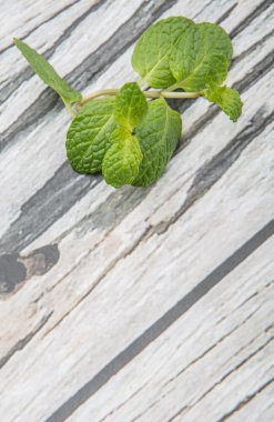 Taze nane yaprakları