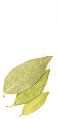 Defne yaprakları otlar kurutulmuş