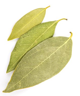 Defne yaprakları otlar kurutulmuş