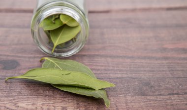 Defne yaprakları kurutulur