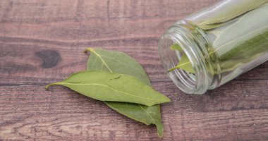 Defne yaprakları kurutulur