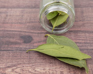 Defne yaprakları kurutulur