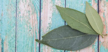 Defne yaprakları kurutulur