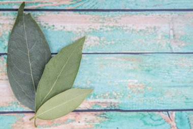 Defne yaprakları kurutulur