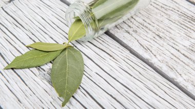 Defne yaprakları kurutulur