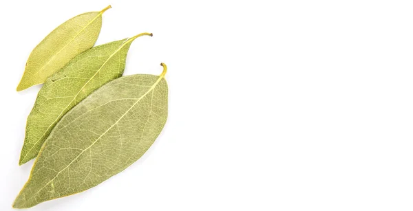 Laurel Leaves Herbs yang kering — Stok Foto