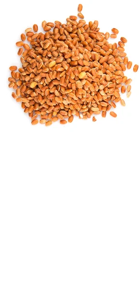 Brown millet on white — Stock Photo, Image