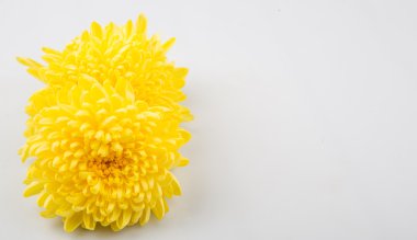 Yenilebilir sarı Kasımpatı çiçeği