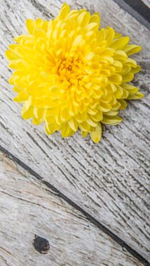 Yenilebilir sarı Kasımpatı çiçeği