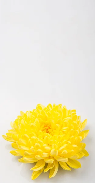 Eetbare gele chrysant bloem — Stockfoto