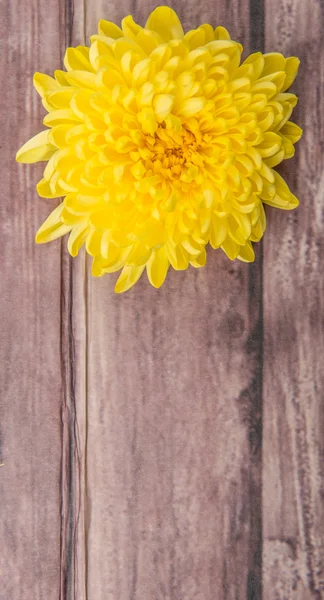 Edible Yellow Chrysanthemum Flower — Stock Photo, Image