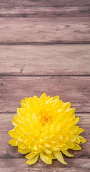 Essbare gelbe Chrysanthemenblüte — Stockfoto