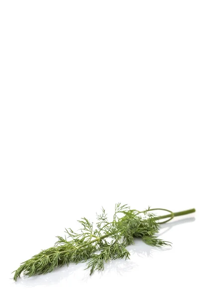 Aneto foglie erbe — Foto Stock