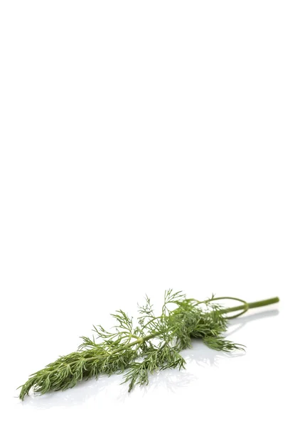 Dill Leaves Herbs — Stock Photo, Image