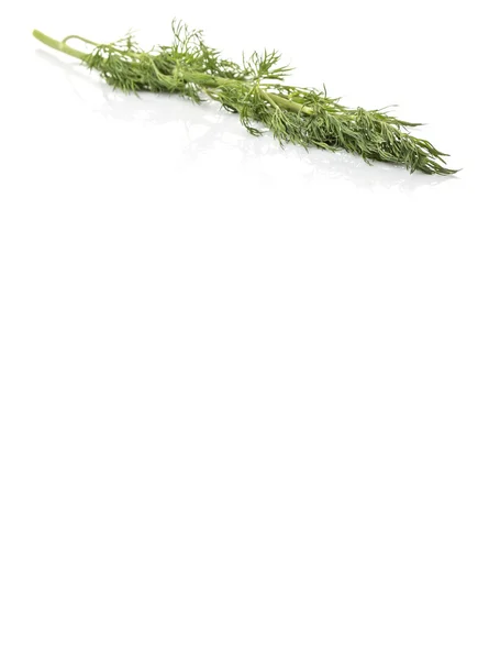 Дилл оставляет травы — стоковое фото