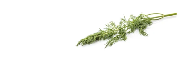 Koperek liście zioła — Zdjęcie stockowe