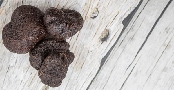 Schwarzer Trüffelpilz — Stockfoto