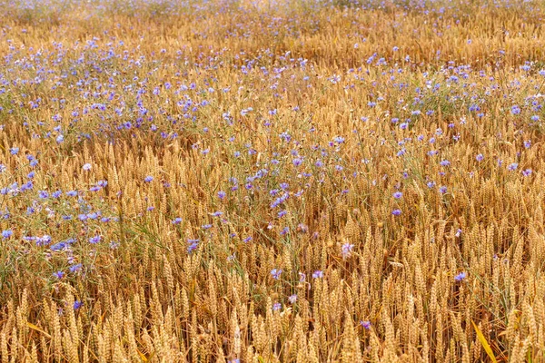 Corn Field Cornflower Blue — Stock Photo, Image