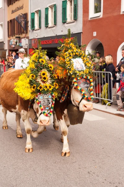 Kufstein / Áustria / Tirol-19.Setembro: Vacas decoradas em cattl — Fotografia de Stock