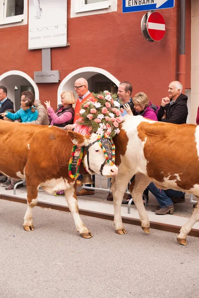 Kufstein / Áustria / Tirol-19.Setembro: Vaca decorada gado dr — Fotografia de Stock