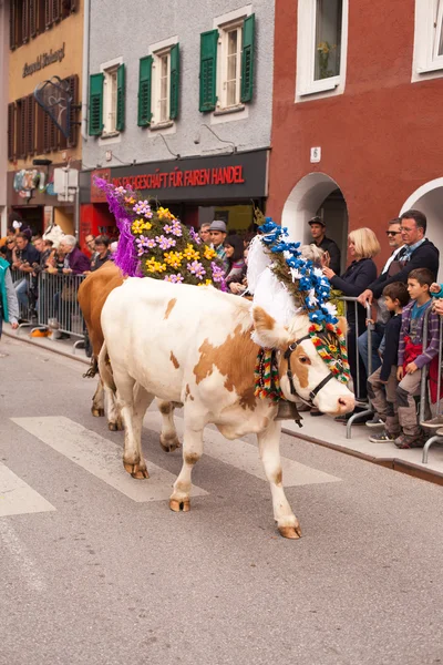 Kufstein / Áustria / Tirol-19.Setembro: Vaca decorada gado dr — Fotografia de Stock