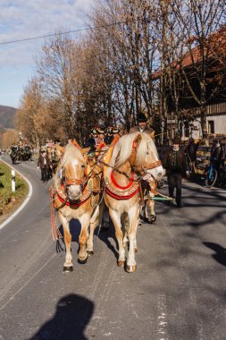 Schliersee, Germany, Bavaria 08.11.2015: Draft Horses in Schliersee in Leonhardifahrt