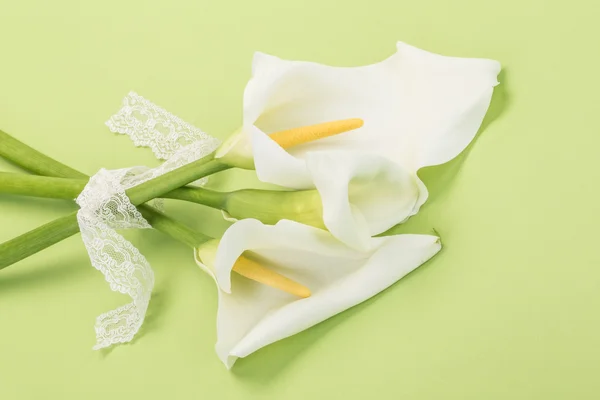 Witte bloemen op groen — Stockfoto