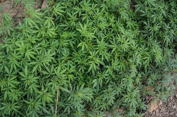 Marihuana (cáñamo) campo — Foto de Stock