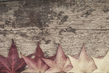 ahşap üzerine renkli yaprakları ile sonbahar şablonu