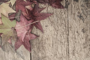 ahşap üzerine renkli yaprakları ile sonbahar şablonu