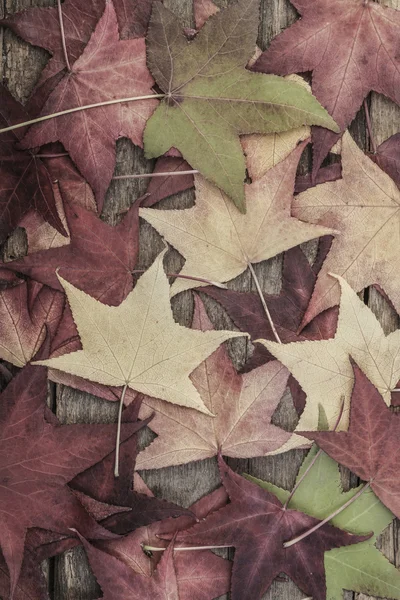 Ahşap üzerine renkli yaprakları ile sonbahar şablonu — Stok fotoğraf