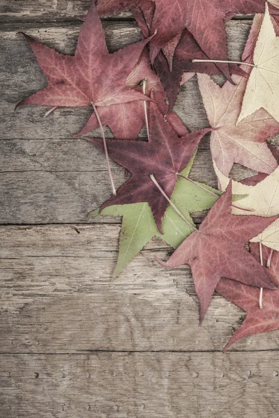 autumn template with colorful leaves on wood