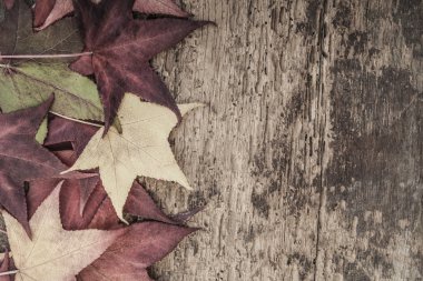 ahşap üzerine renkli yaprakları ile sonbahar şablonu