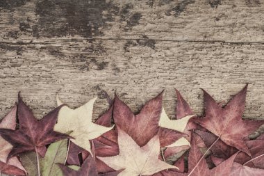 ahşap üzerine renkli yaprakları ile sonbahar şablonu