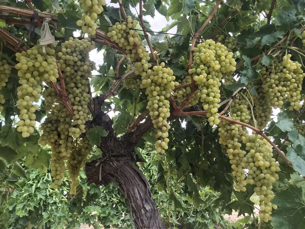 Uvas maduras na vinha — Fotografia de Stock