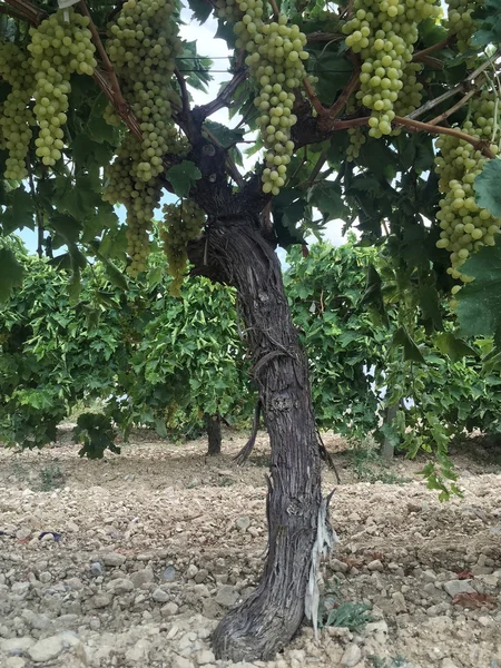 Uvas maduras en el viñedo —  Fotos de Stock