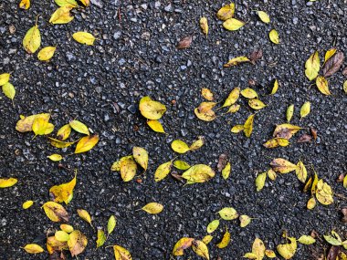 Yağmurlu bir günde kurumuş sonbahar yapraklarıyla arka plan