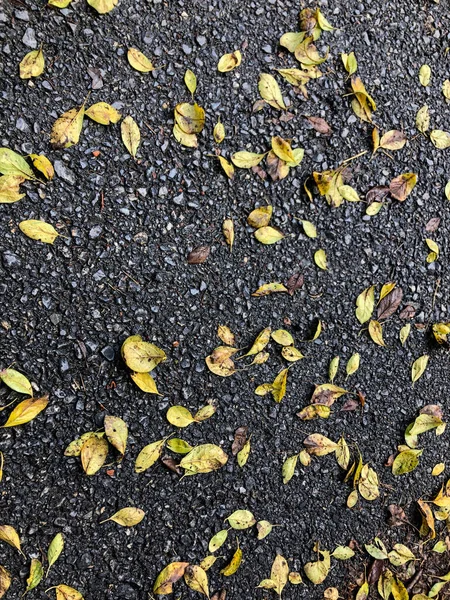 Hintergrund Mit Getrockneten Herbstblättern Auf Der Straße Einem Regnerischen Tag — Stockfoto