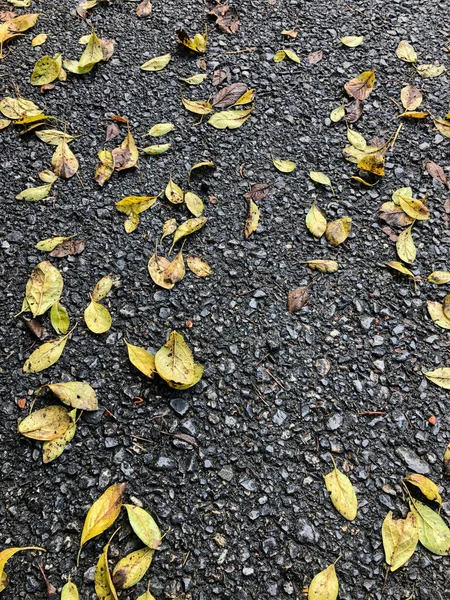 Фон Сухими Осенними Листьями Дороге Дождливый День — стоковое фото
