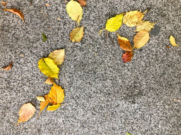 Фон Сухими Осенними Листьями Земле Дождливый День — стоковое фото