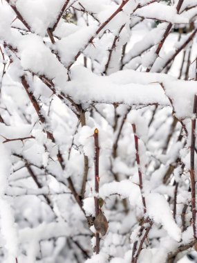 arkaplanda kar altında ağaçların dalları var.
