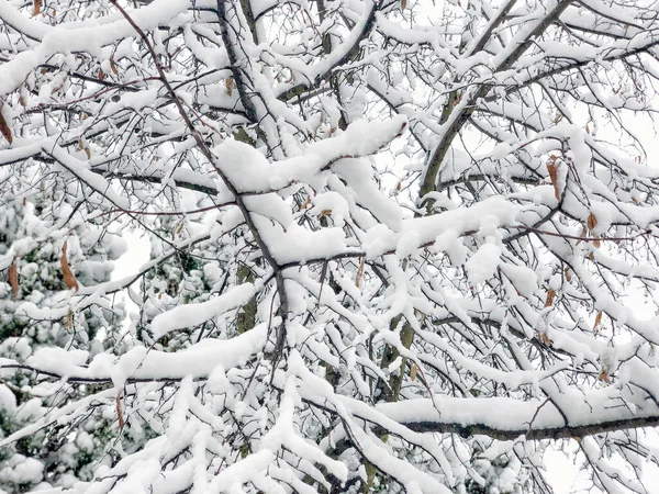 Background Branches Trees Snow Winter Time — Stock Photo, Image