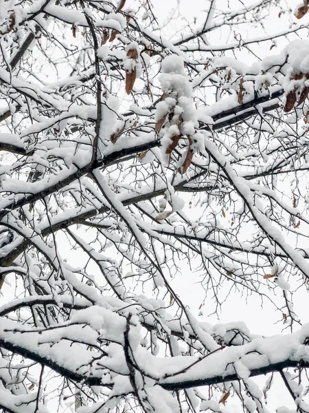 Background Branches Trees Snow Winter Time Garden — Stock Photo, Image