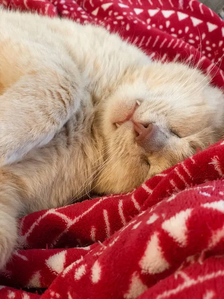 Gul Tabby Katt Sover Filten Sängen Hemma — Stockfoto