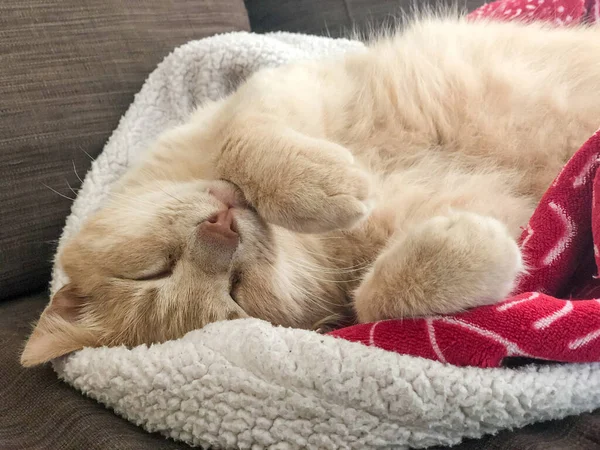 Μια Κίτρινη Τιγρέ Γάτα Κοιμάται Στην Κουβέρτα Στο Κρεβάτι Στο — Φωτογραφία Αρχείου