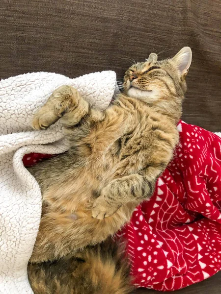 Penutupan Kucing Tabby Lucu Tidur Bawah Selimut Sofa — Stok Foto