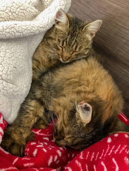 Zwei Entzückende Kätzchen Schlafen Unter Einer Decke Auf Dem Bett — Stockfoto