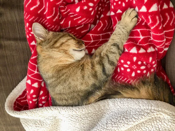 Closeup Cute Tabby Cat Sleeping Blanket Sofa — Stock Photo, Image